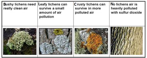 lichens are good indicators of air quality because